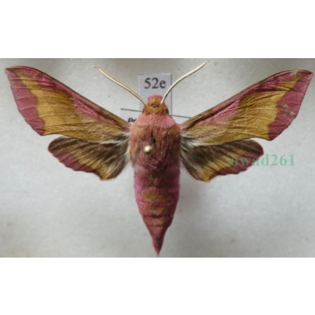 Deilephila porcellus (Linnaeus, 1758) Zmrocznik pazik Poland52e